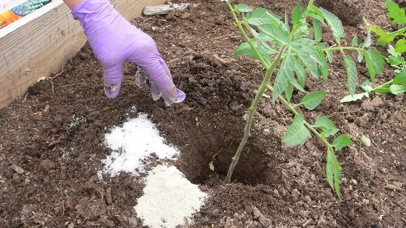 Rules for feeding tomatoes in a greenhouse: which fertilizers and when to use for a rich harvest