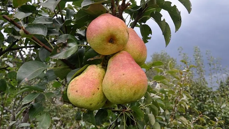 Autumn Spice Pear