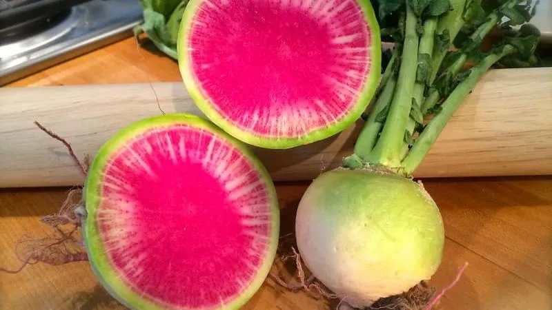 Unusual in appearance and pleasant in taste: the benefits and cultivation of watermelon radish