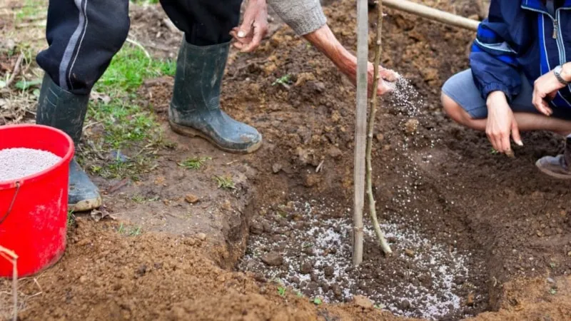 Caring for a newly planted cherry tree