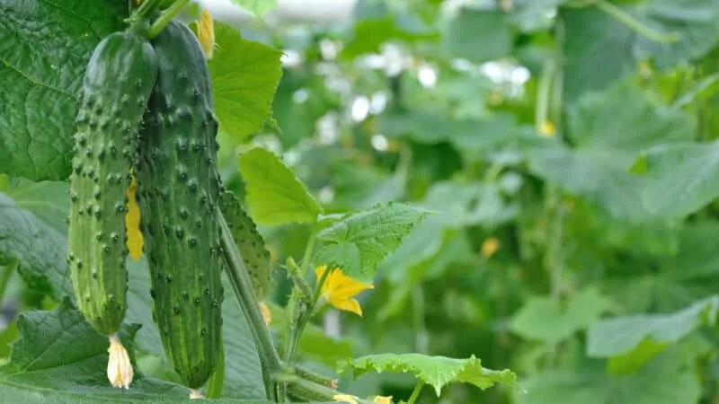 Top 10 self-pollinating cucumber varieties for balconies