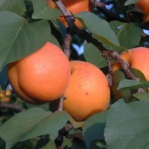 Variety of apricot cultivars for different climates