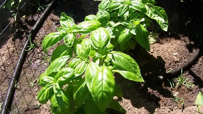 Identifying why basil turns yellow and effectively solving the problem