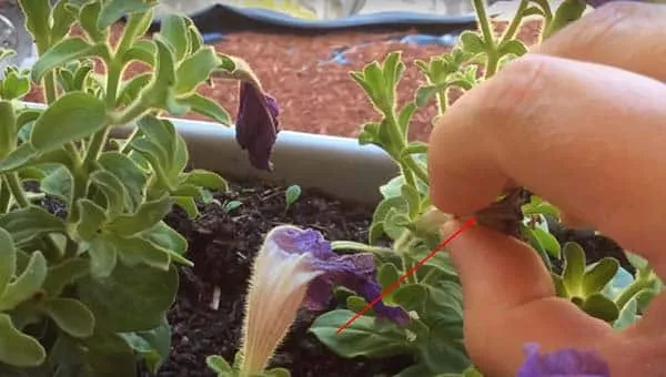 How to properly collect petunia seeds at home