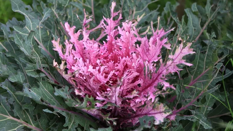 Ornamental cabbage: features, varieties with names and photos