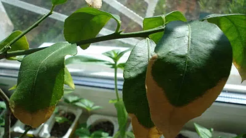 How to save mandarins from worms and diseases