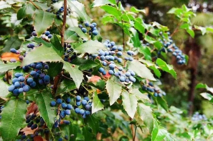 Correct use of barberry in landscape design for maximum aesthetics