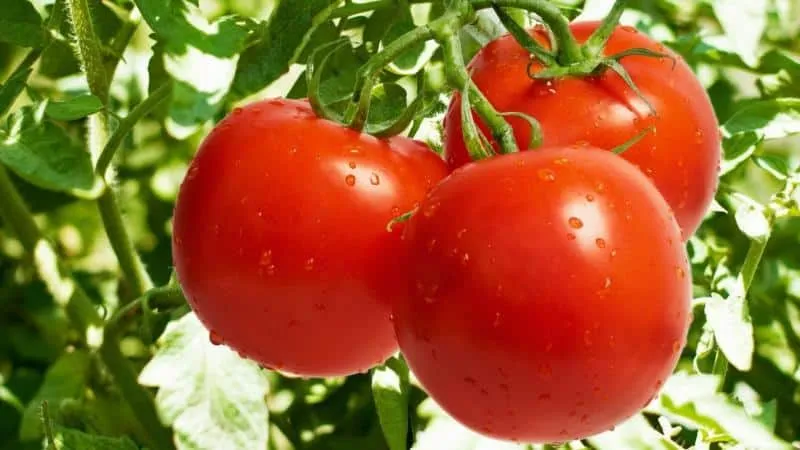 Methods for staking tomatoes in open ground: how to do it right and whether it's necessary