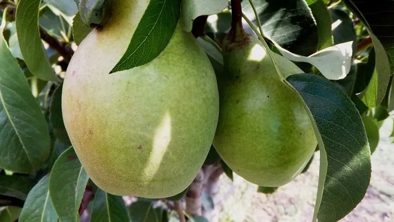 Marie Pear
