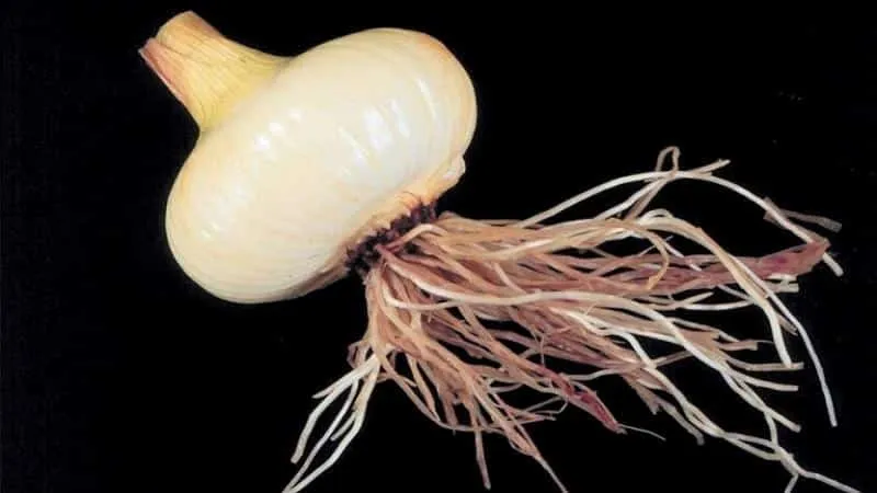 Treating garlic diseases and pests: effective methods and preventive measures