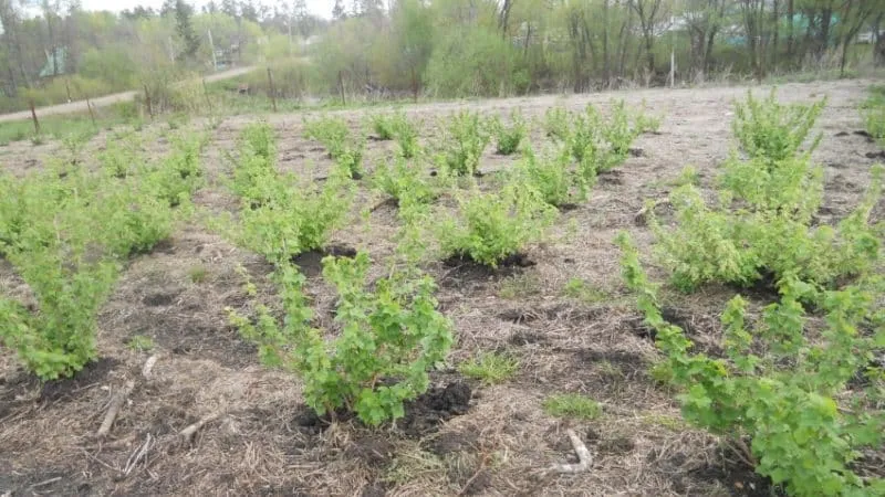 Most effective natural remedies for powdery mildew on currants