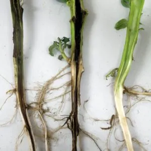 Identifying why basil turns yellow and effectively solving the problem