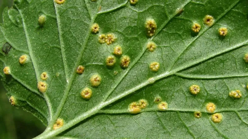 Currant diseases and pests, control methods, preventive measures