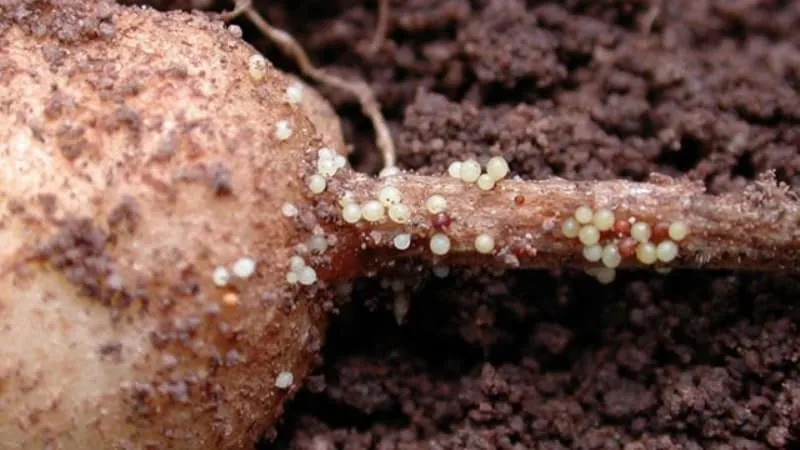 Potato nematode and how to combat it