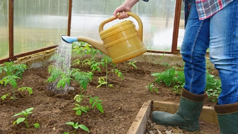 Understanding what to do if tomatoes burn in a greenhouse – how to save your harvest