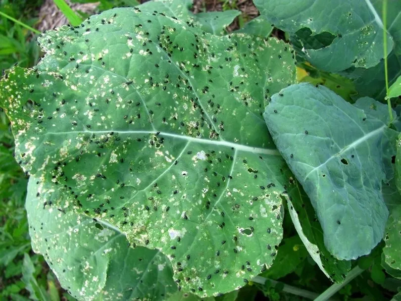 Chinese cabbage diseases and pests
