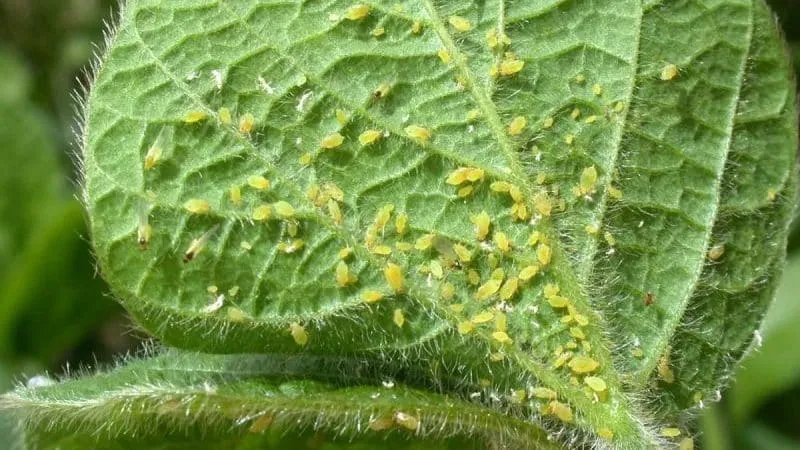 Gooseberry pests