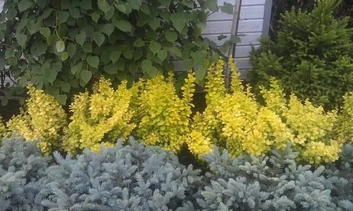 Correct use of barberry in landscape design for maximum aesthetics