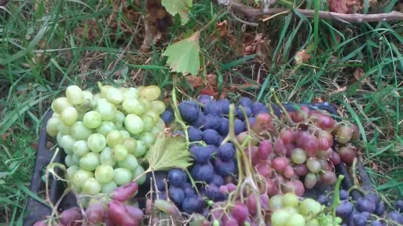 How and what to use for proper autumn grape fertilisation