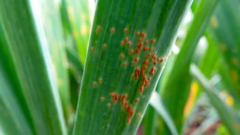 Treating garlic diseases and pests: effective methods and preventive measures