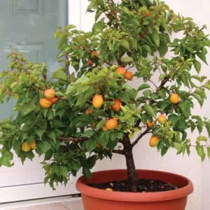 How to plant an apricot from a pit at home
