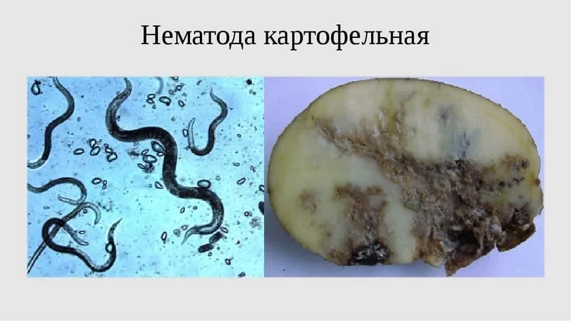 Resistant potato varieties
