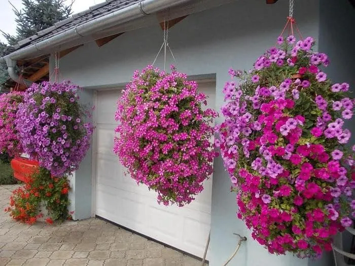 Growing and caring for trailing petunias: pinching for luxurious, lush flowering