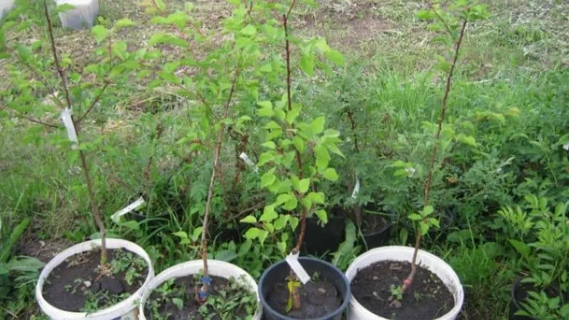 Step-by-step guide to transplanting an apricot tree in summer