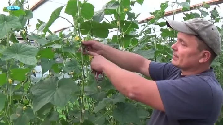 How to properly prune cucumber leaves in a greenhouse and is it necessary?
