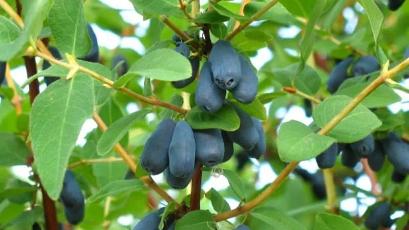 How to Grow Honeysuckle from Berries: Step-by-Step Guide