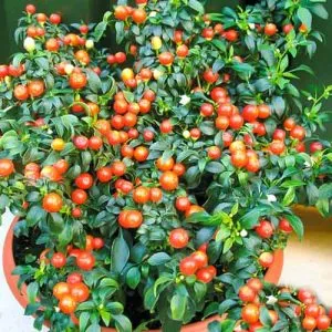 Selection of the best hot pepper varieties and tips for choosing them