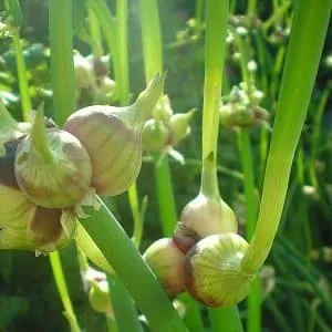 Features of planting and caring for two-tiered and multi-tiered onions