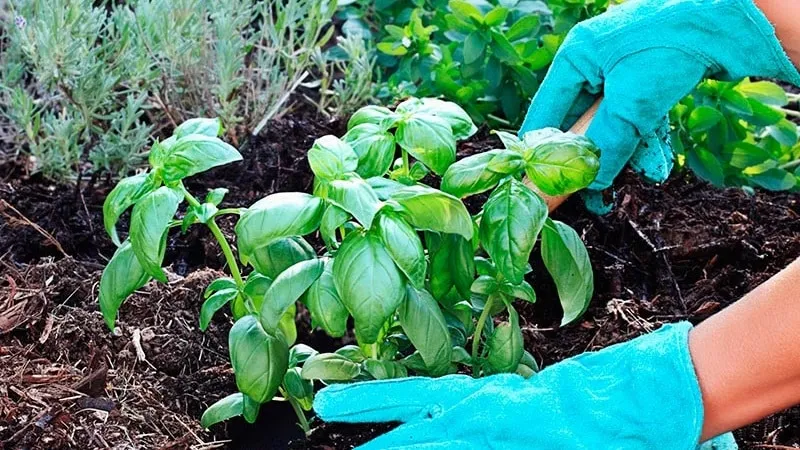 Fragrant Basilisk basil for marinades and fresh salads