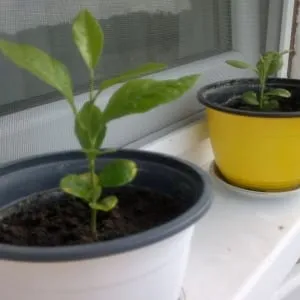 How to grow a lemon tree from a seed at home: planting, care, nuances, and mistakes