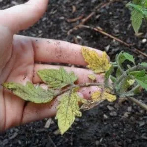 Understanding what to do if tomatoes burn in a greenhouse – how to save your harvest