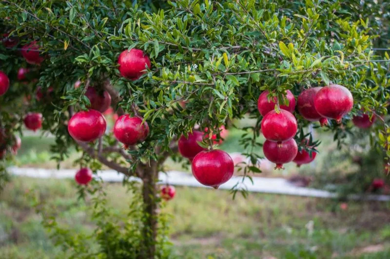 How pomegranates grow: where they are cultivated and when they ripen
