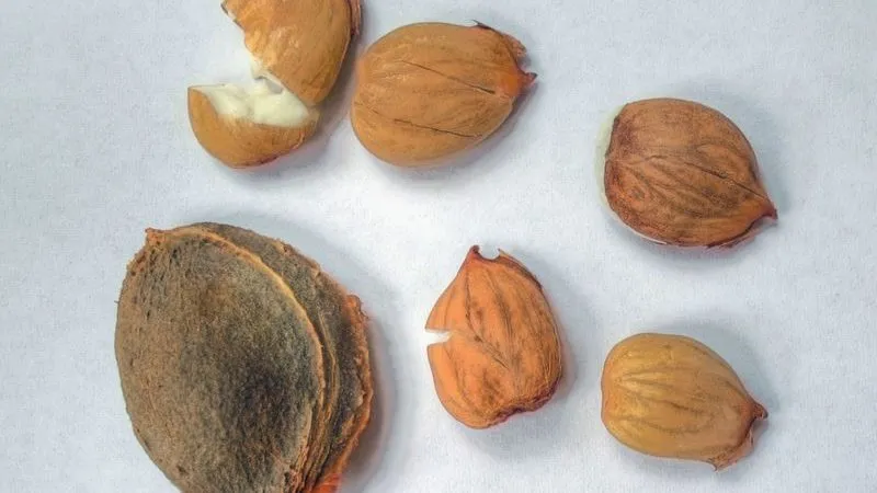 How to plant an apricot from a pit at home