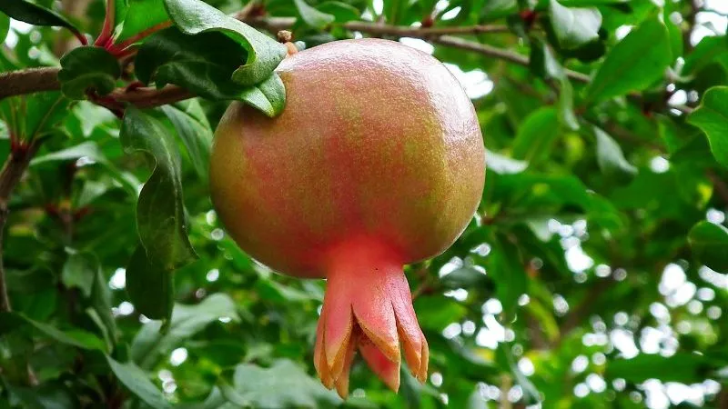Pomegranate ripening seasons