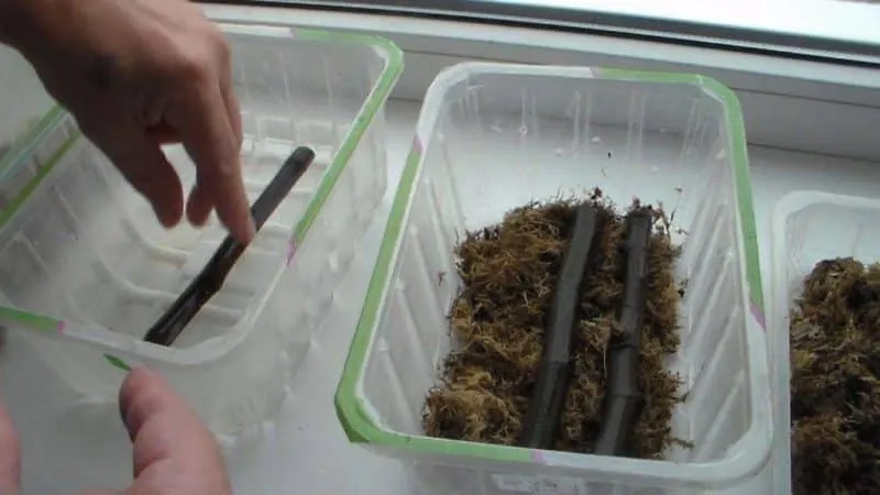 Simple ways to propagate fig cuttings at home