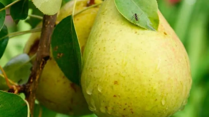 Early Pear