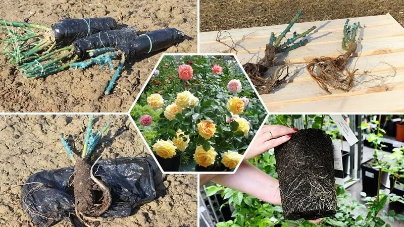 Beginner’s Guide: How to Root a Rose from a Bouquet at Home