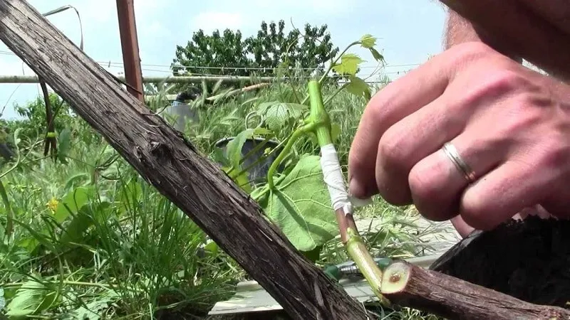 Step-by-step guide to grafting grapevines in August
