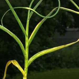 Treating garlic diseases and pests: effective methods and preventive measures