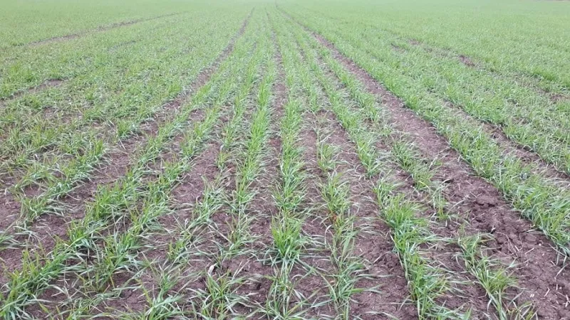 The threat of the Swedish fly to winter wheat and how to combat it and other cereal pests