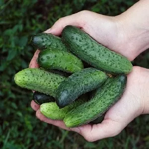 When is the best time to harvest cucumbers, morning or evening, and what affects the harvesting process