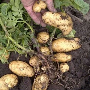 Low-maintenance, high-yield Agatha potato variety