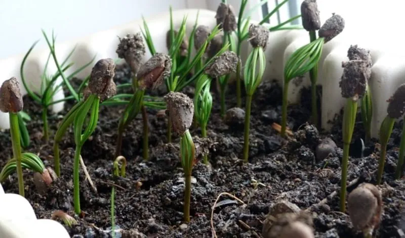 How to germinate pine nuts at home