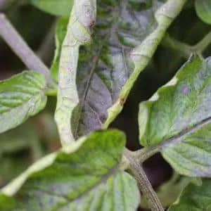 What to do when tomato leaves curl