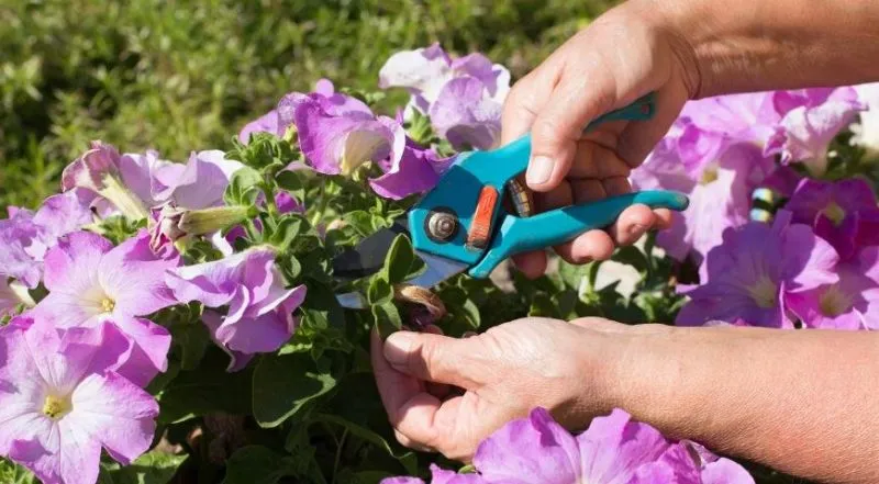 Why pruning petunias in mid-summer is necessary and how to do it correctly