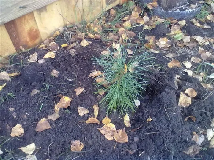 How to germinate pine nuts at home